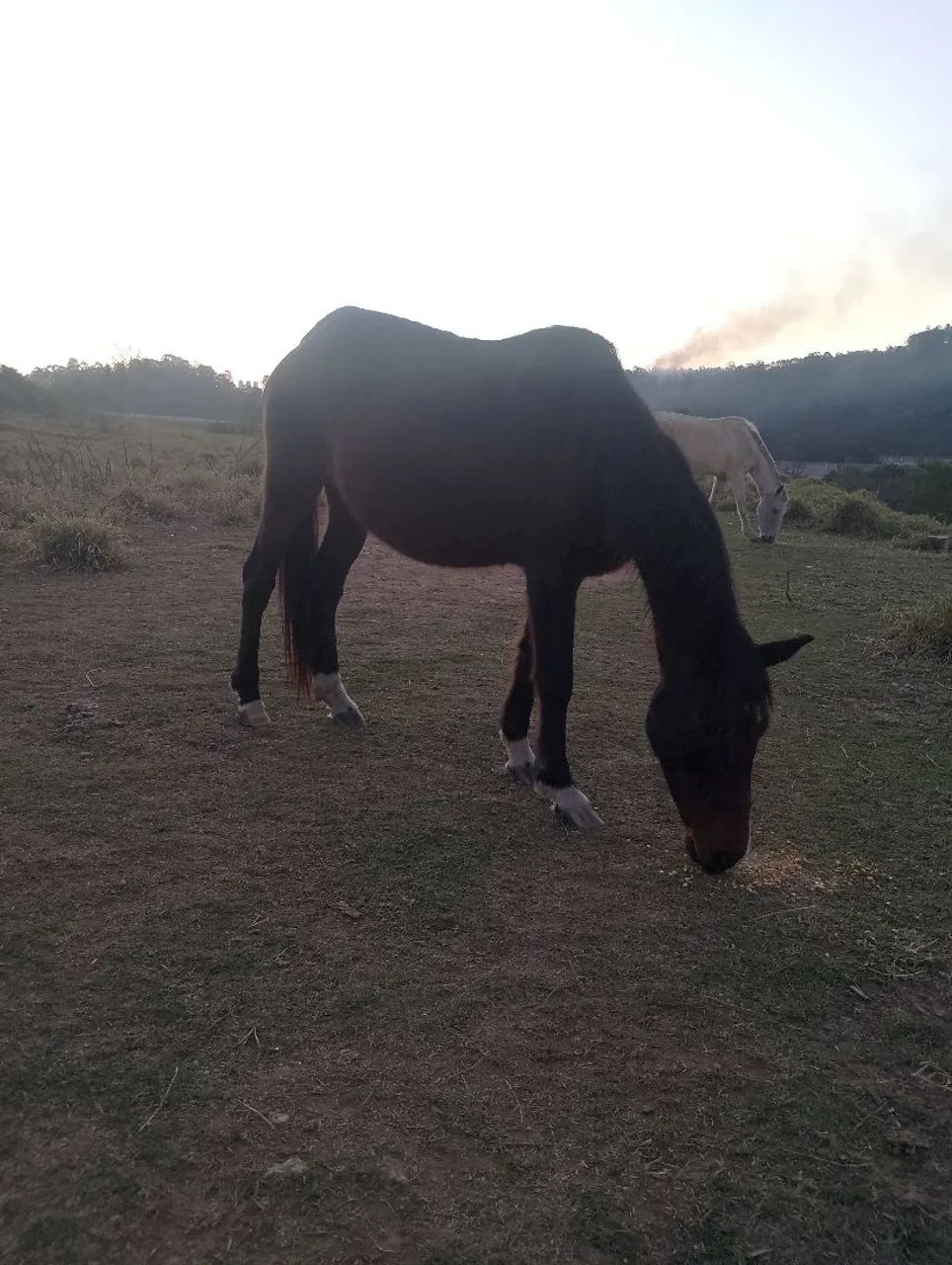 Égua preta marchadeira prenha  - Foto 5