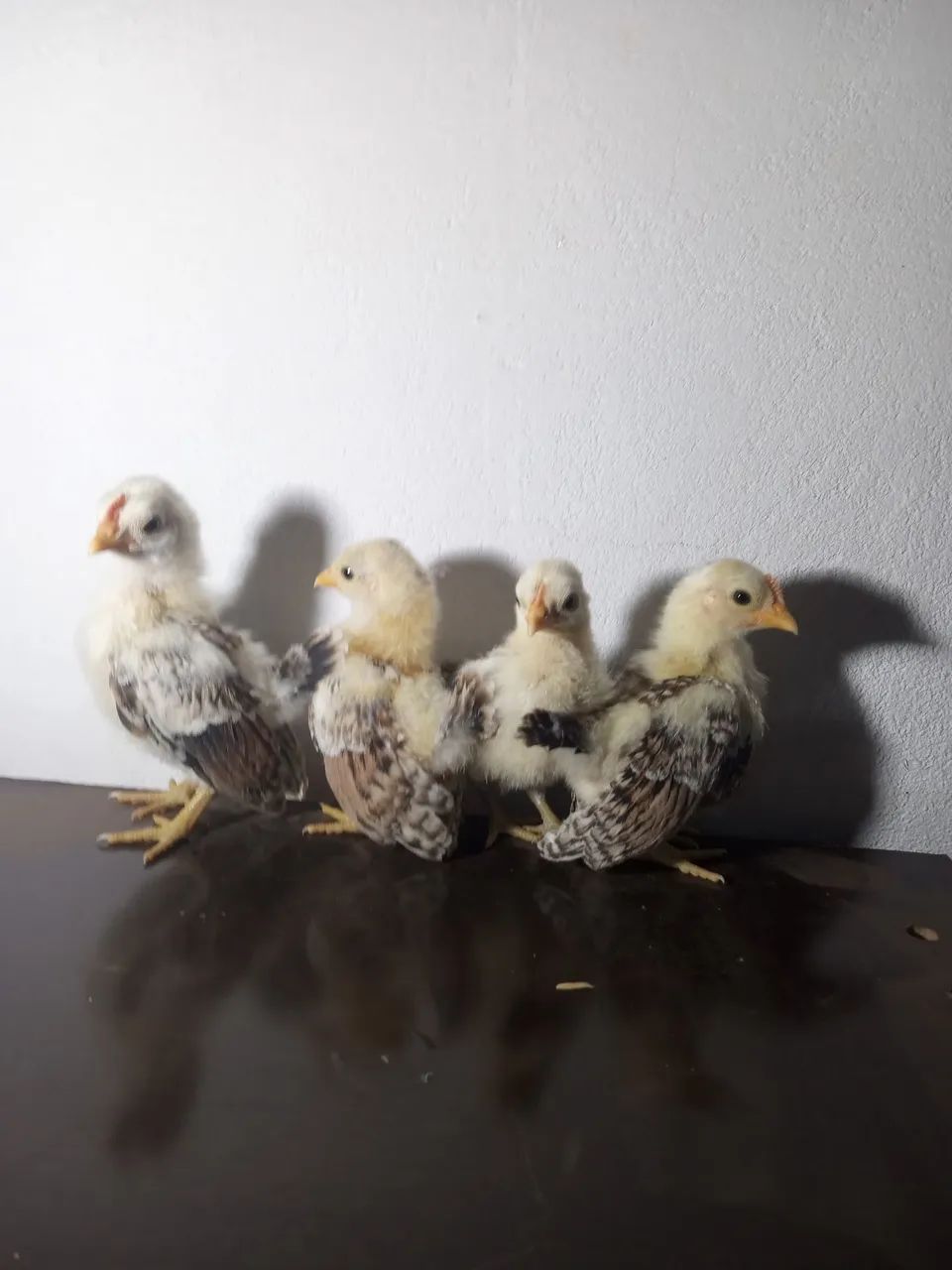 Casal de  Serama ótimo padrão genético  - Foto 6
