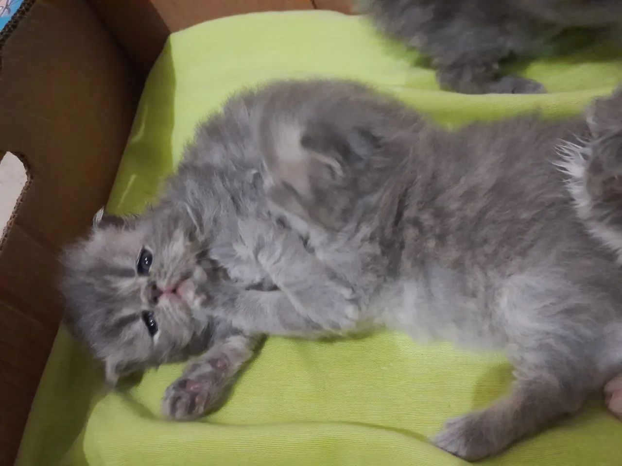 Filhotes de gatinho Persa Blue 