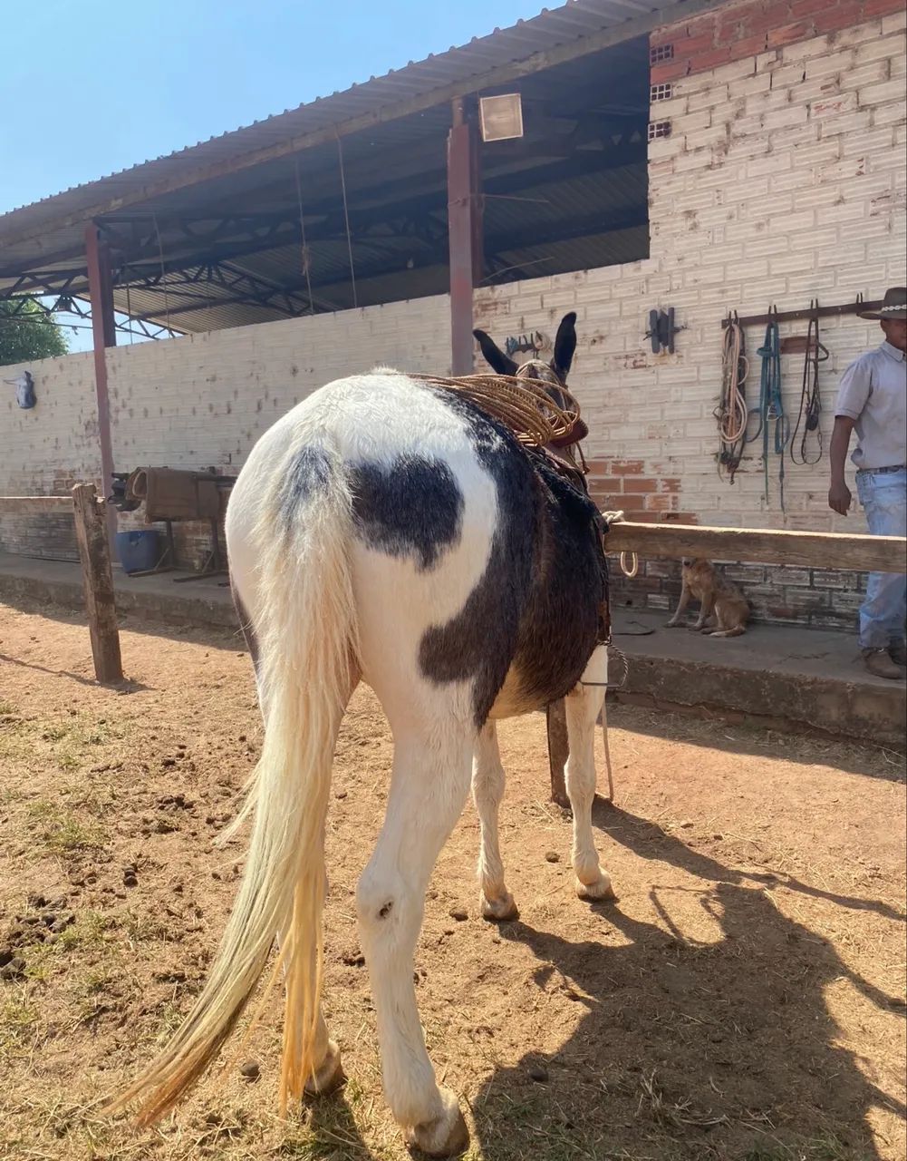 MULA DE PATRÃO  - Foto 2