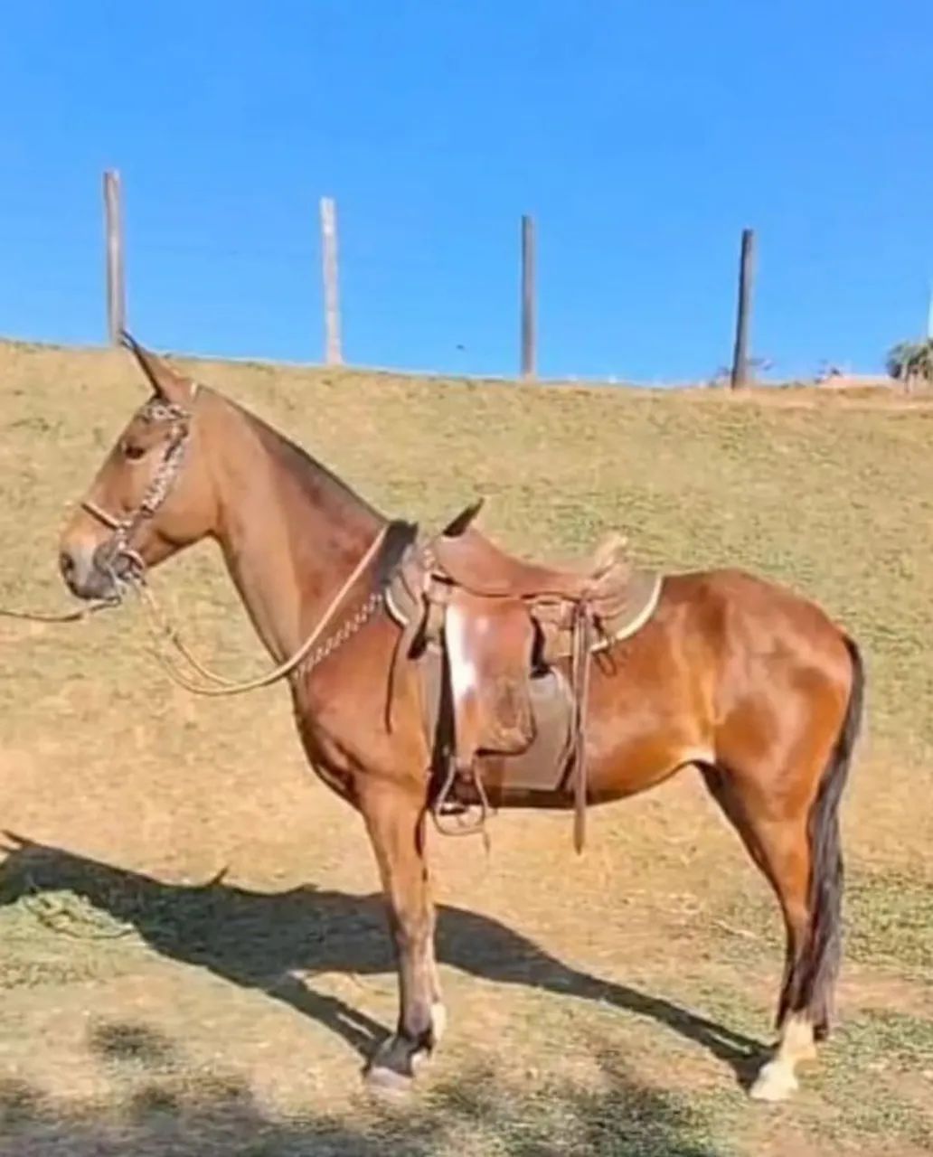 ÉGUA LUXOOOO 