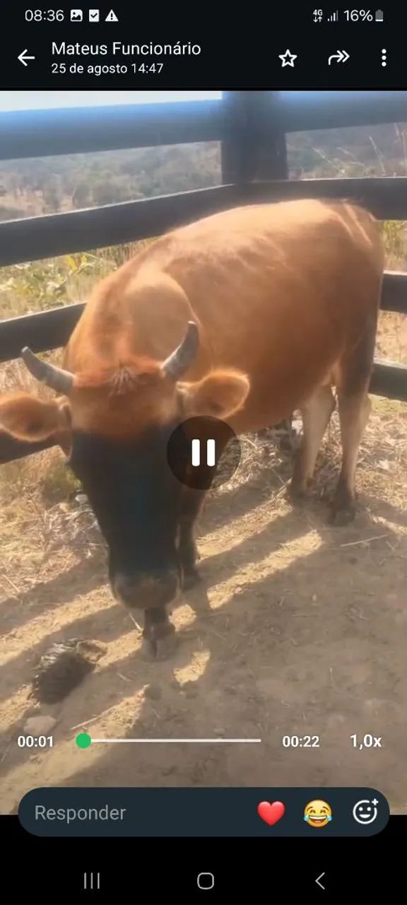 Vaca jersey 