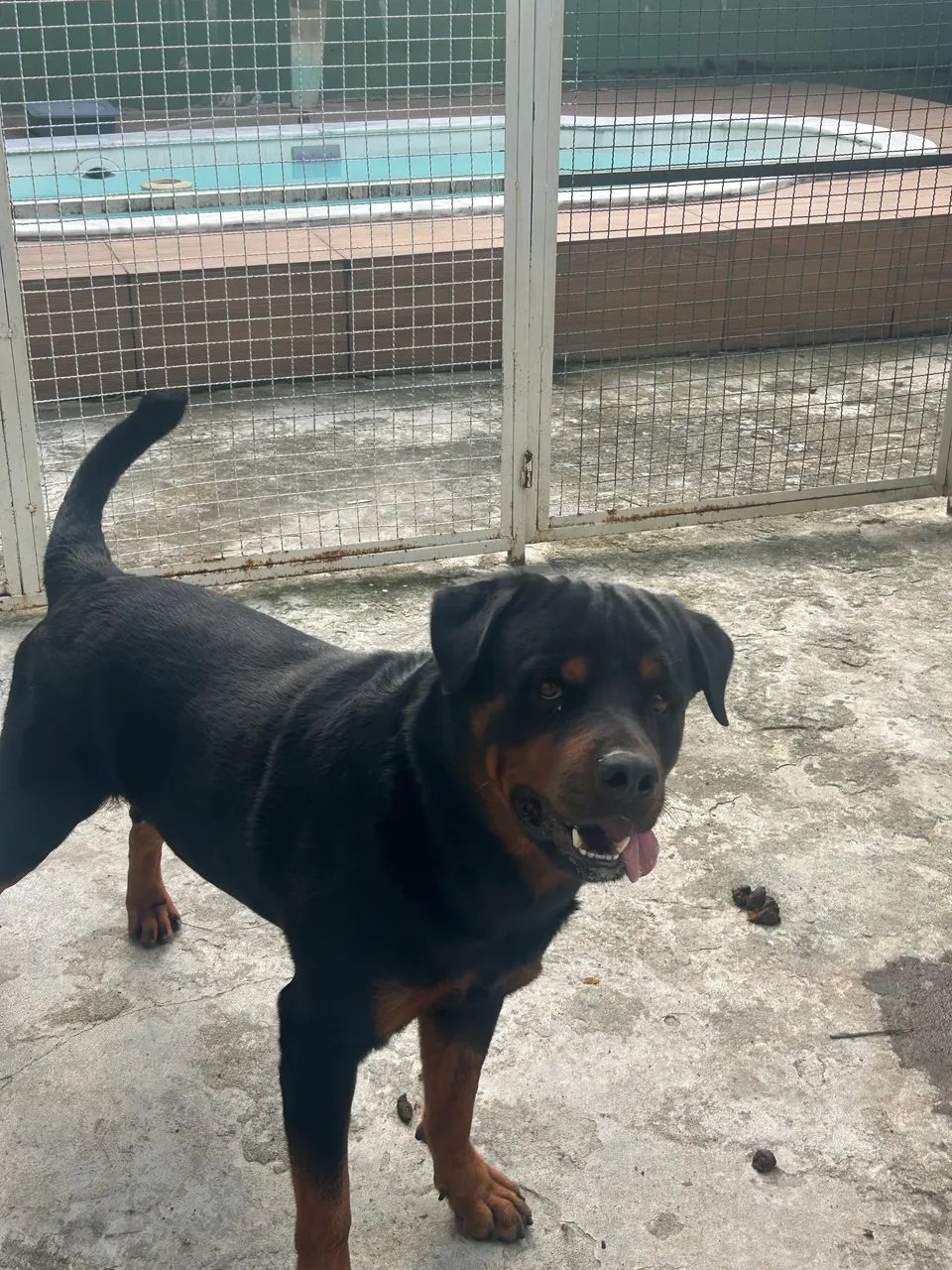 rotweiller filhotes  - Foto 4