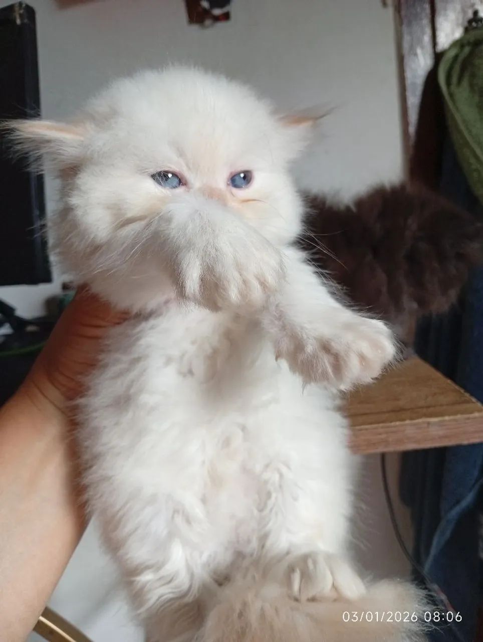 Himalaia red pont filhote nascido 24/11/2025  - Foto 4