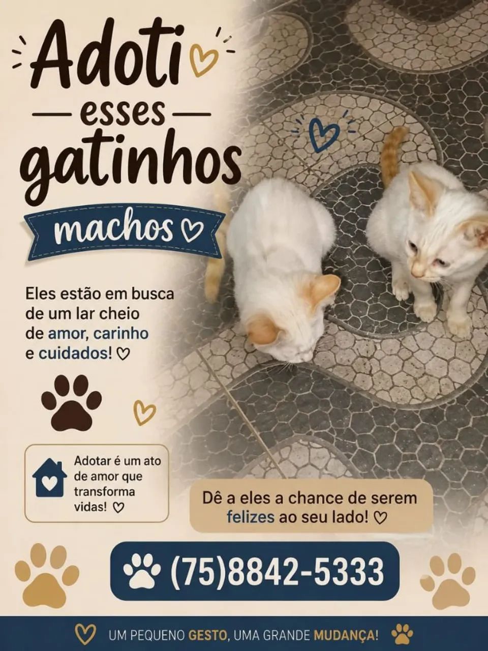 Gatinho para adoção