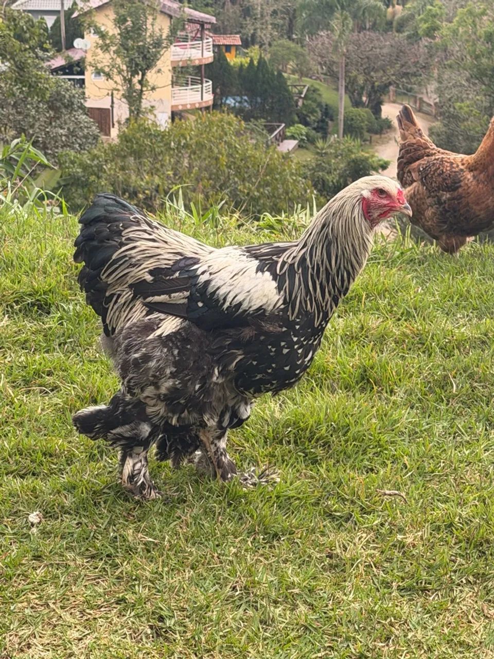 Vendo Galos Brahma - Foto 4