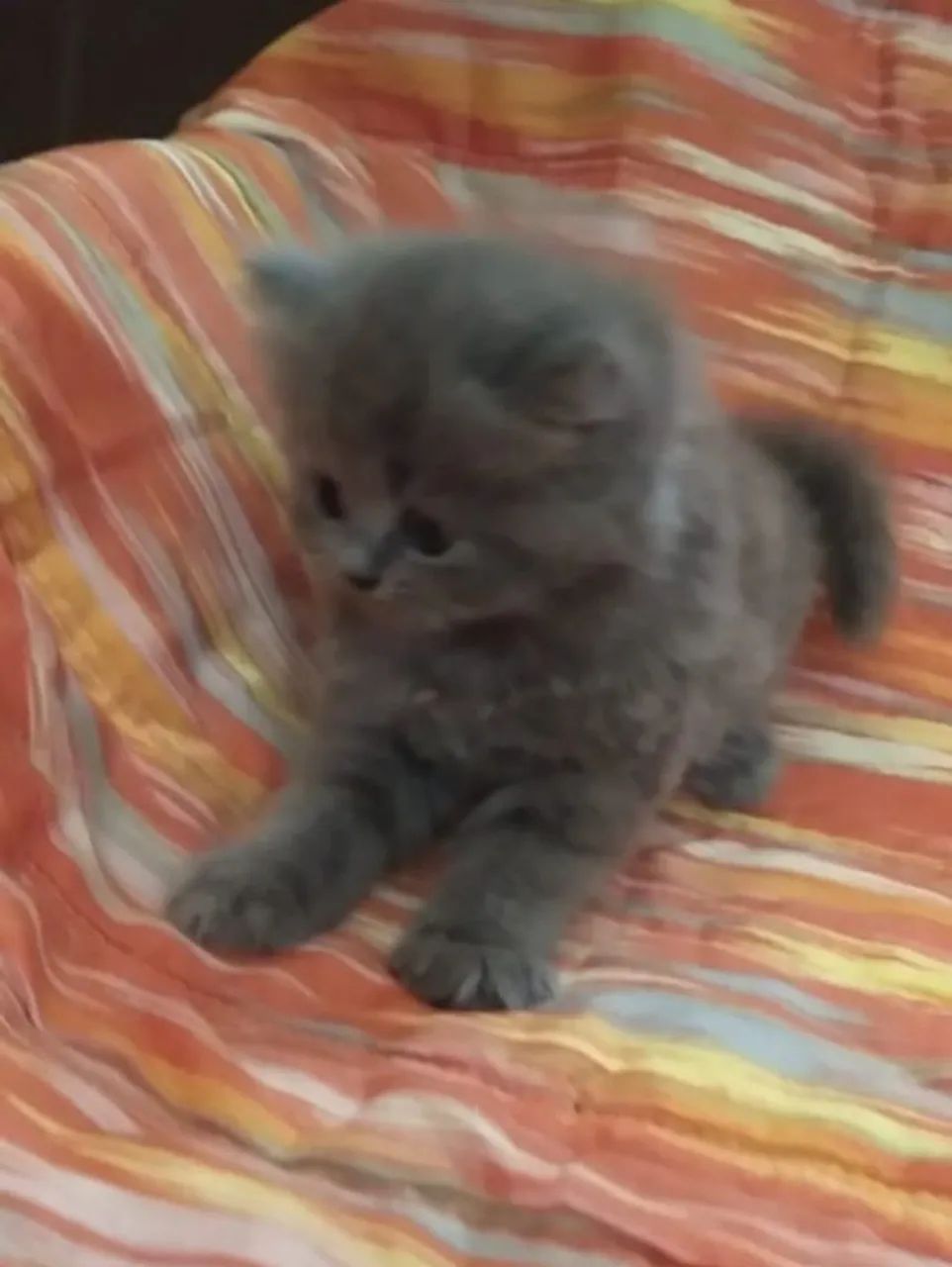 Gatos persa Chow  - Foto 2