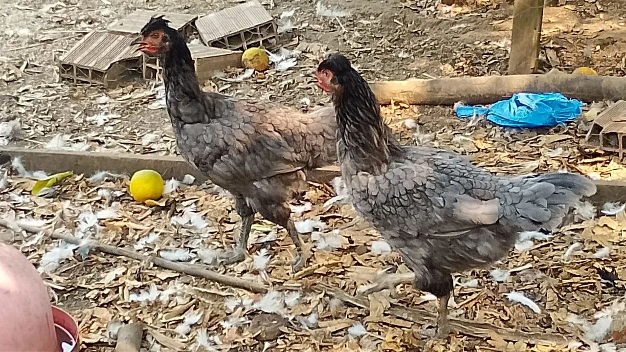 frango gsb  - Foto 2