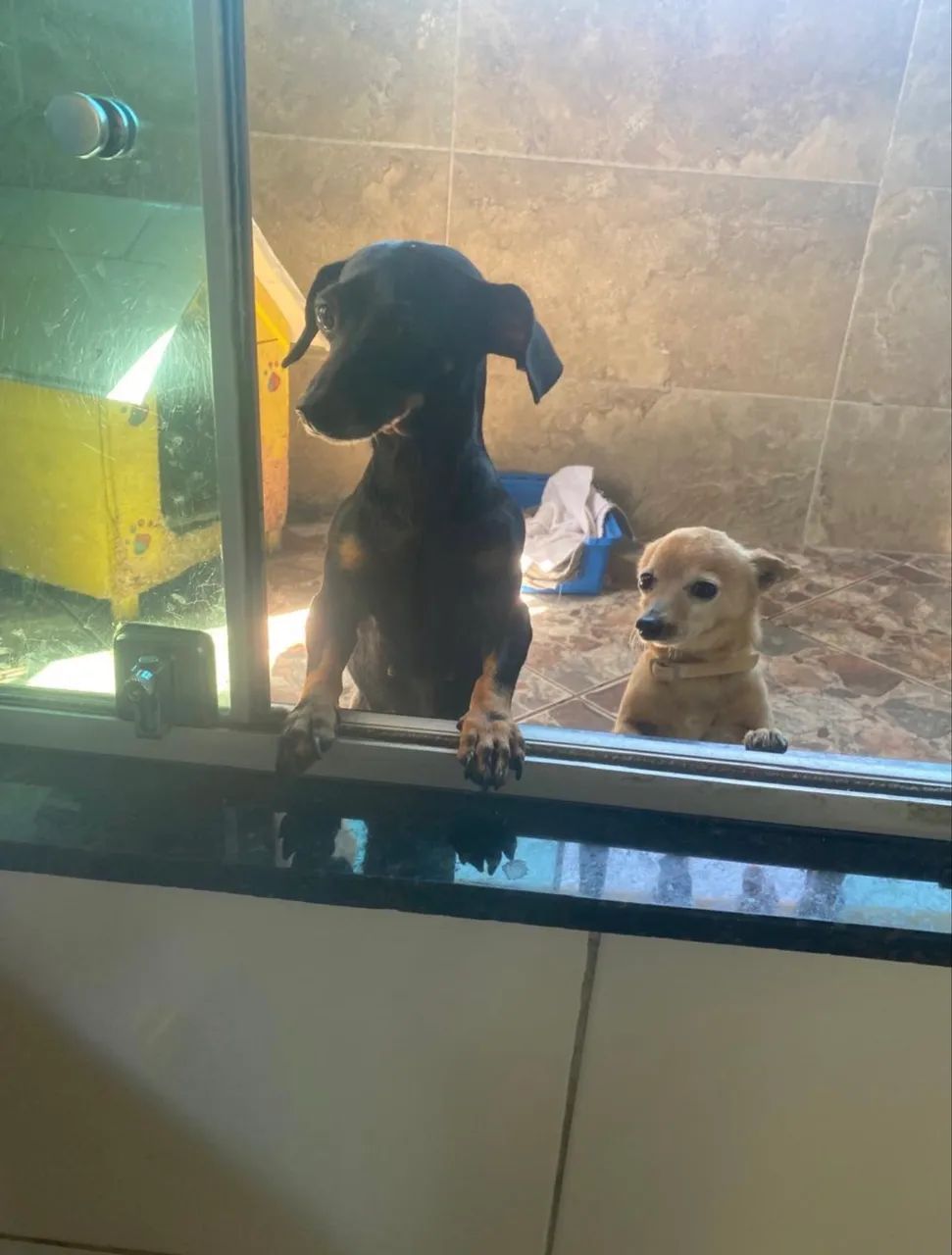 Cachorrinha - Foto 3
