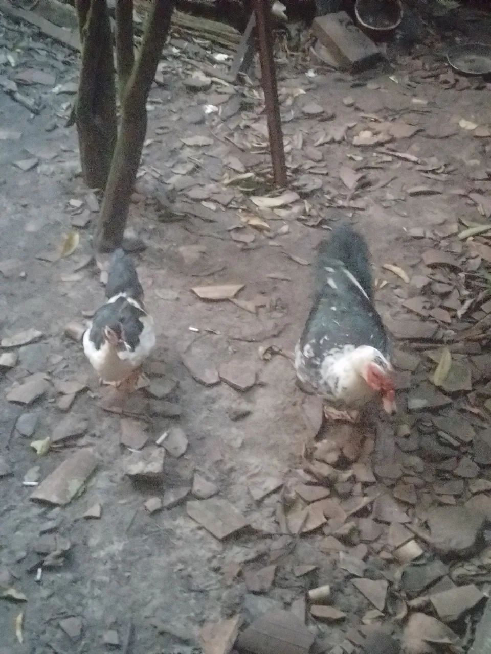Casal de pato