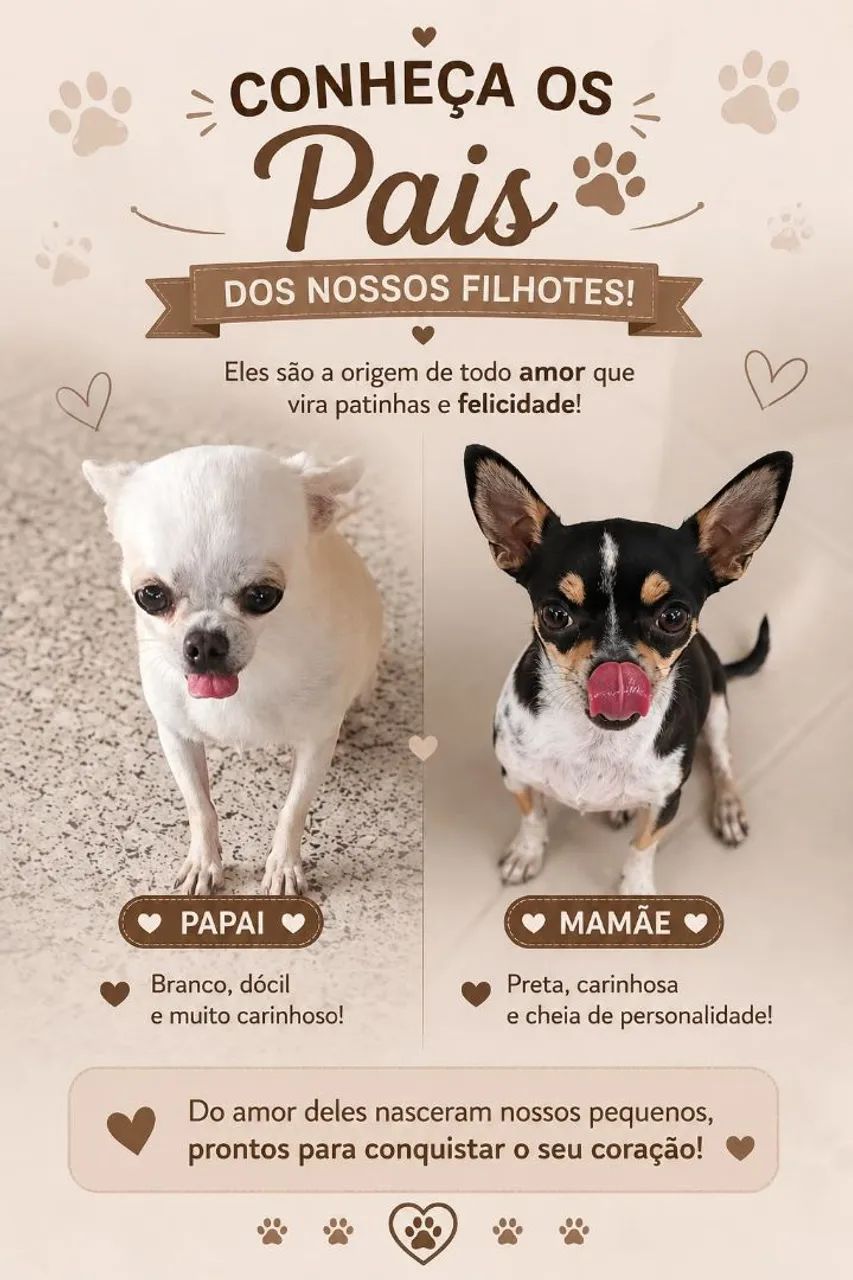 Chihuahua Macho