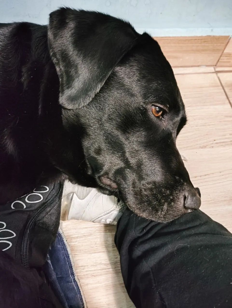 Doação labrador fêmea 
