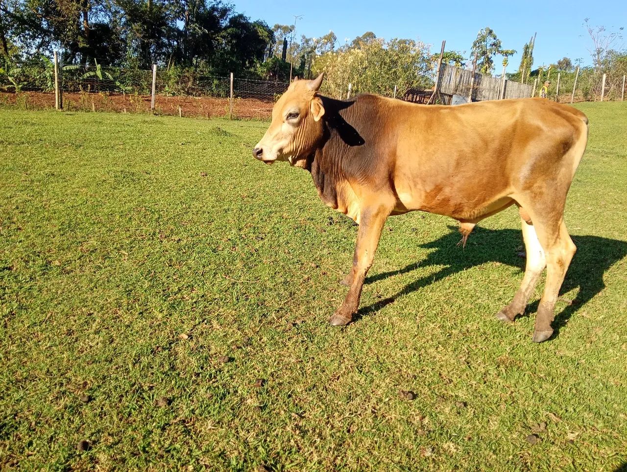 Vendo: Garrote macho, 1 ano e 5 meses. - Foto 3