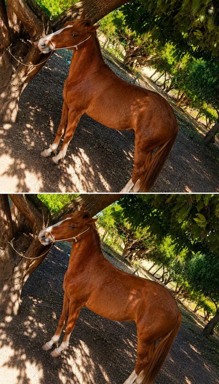 Vendo cavalo manso bom de passo e viajeiro ótimo para calvogada e para criança andar - Foto 2