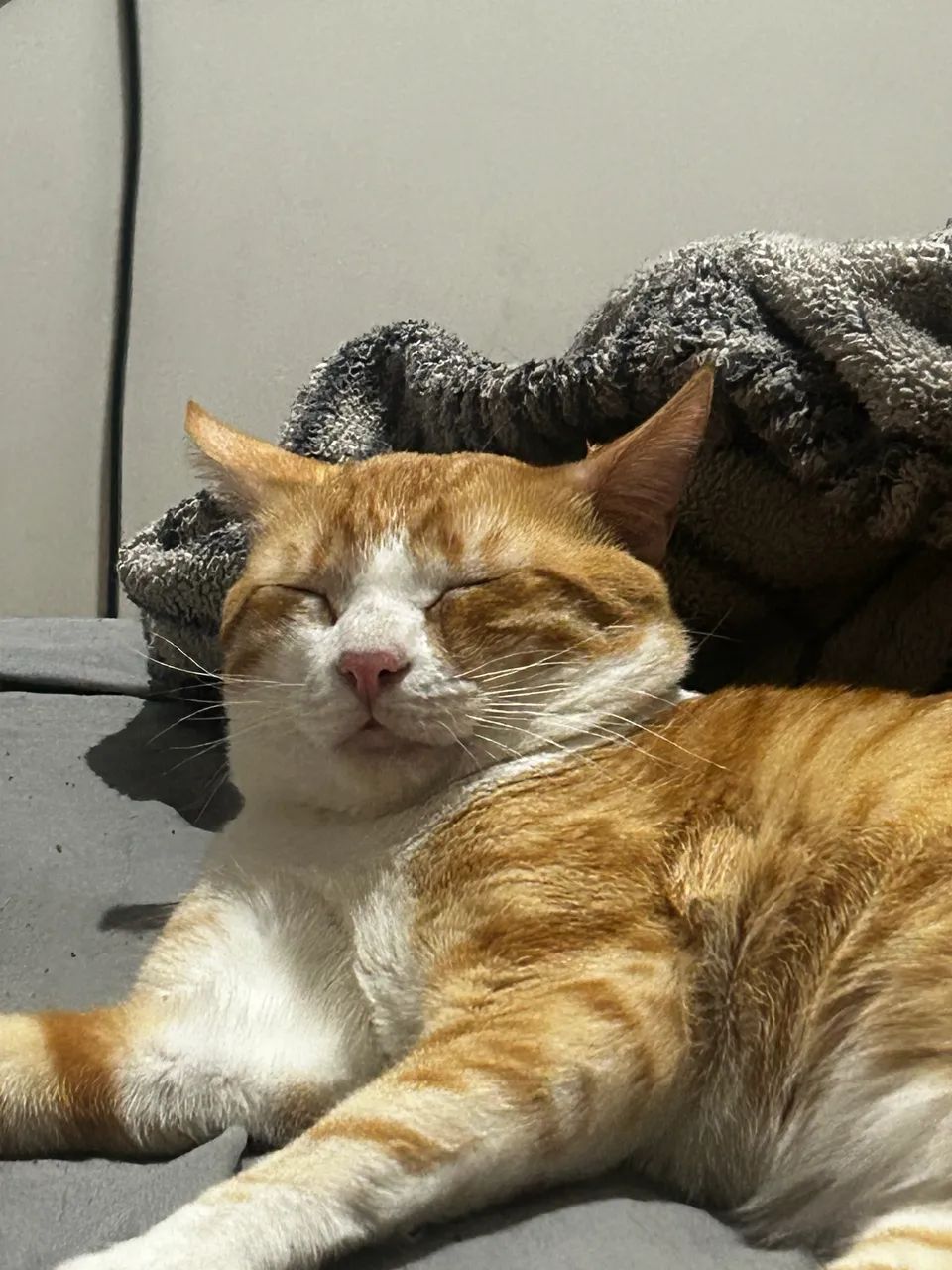 GATO LARANJA