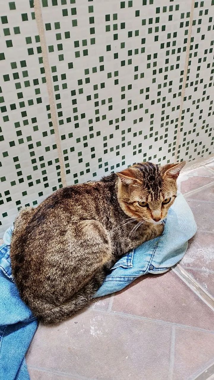 Gato - Foto 2