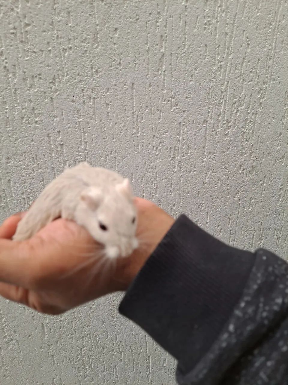 Esquilo da Mongólia Gerbil Dove - Foto 2