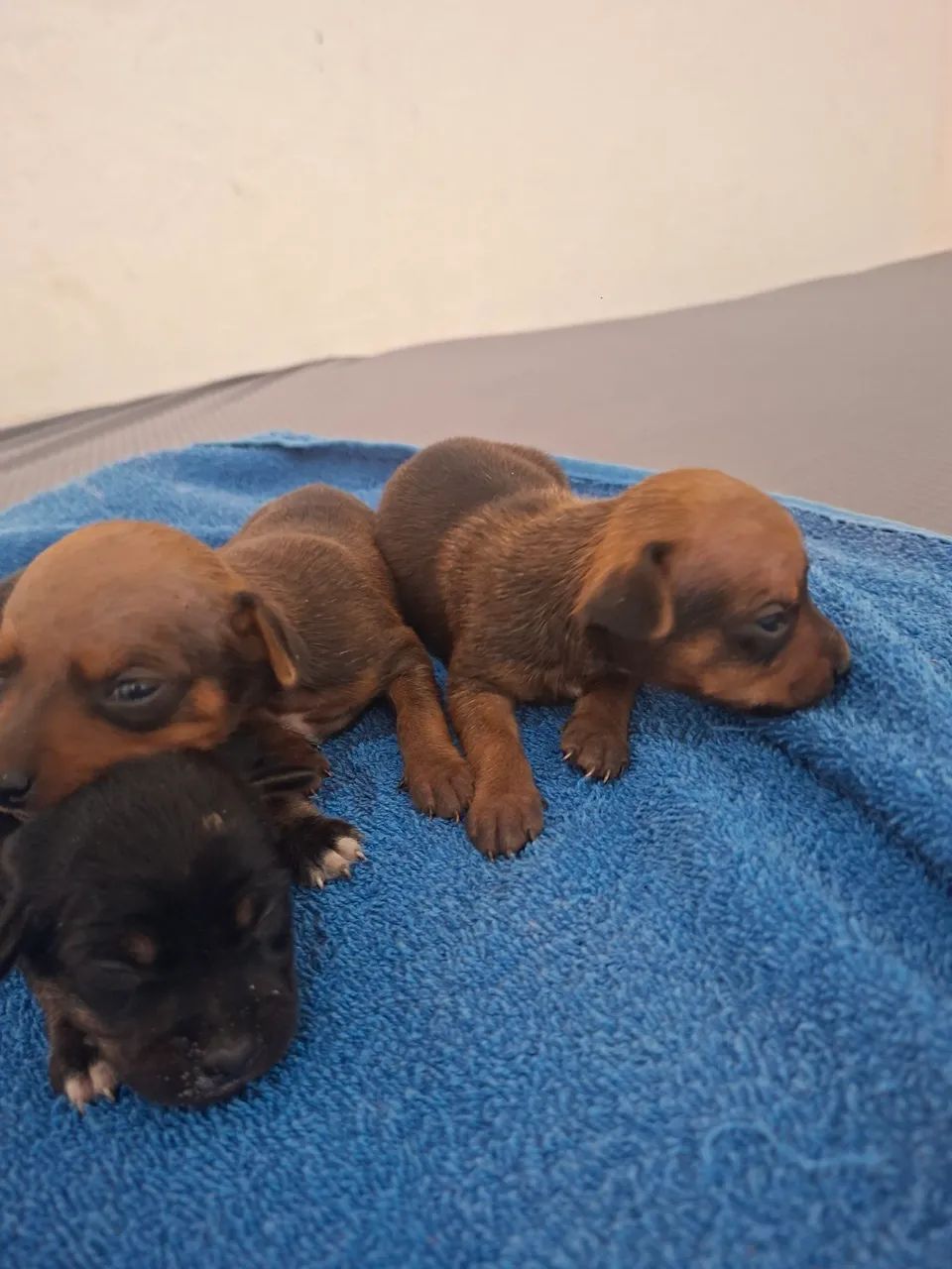 Filhotes de pinscher  - Foto 3