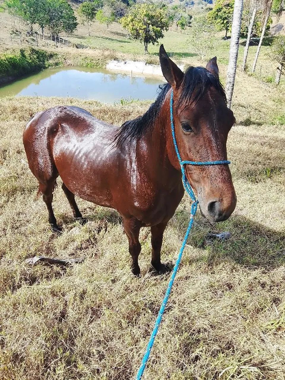 POTRO QUARTO DE MILHA PURO SEM PAPEL - Foto 2