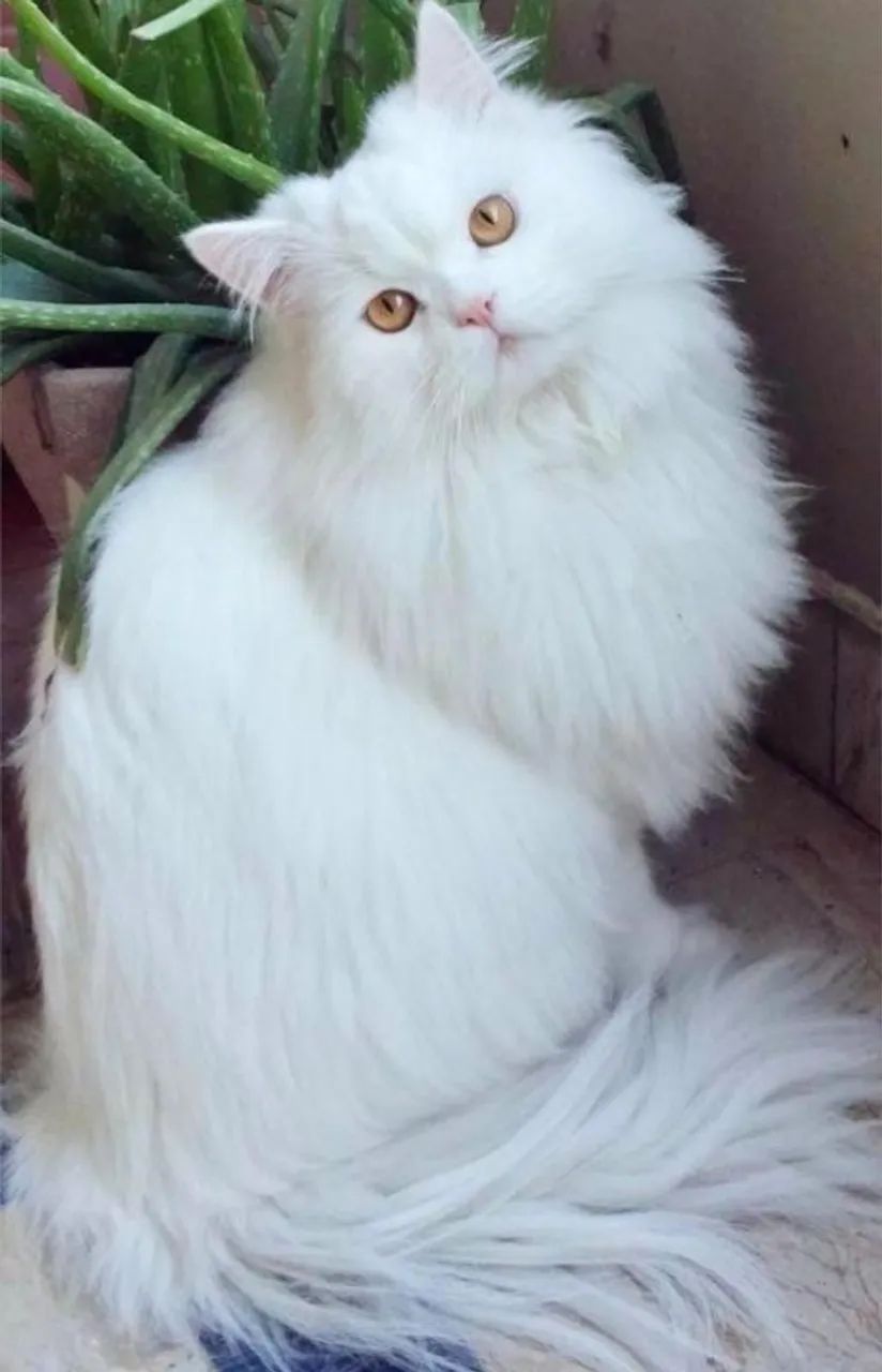 Persa perfeita - Foto 3