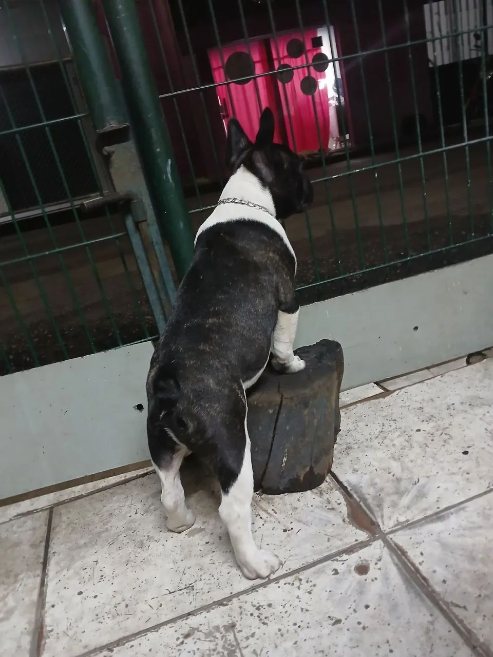 Buldogue frances vendo  - Foto 3