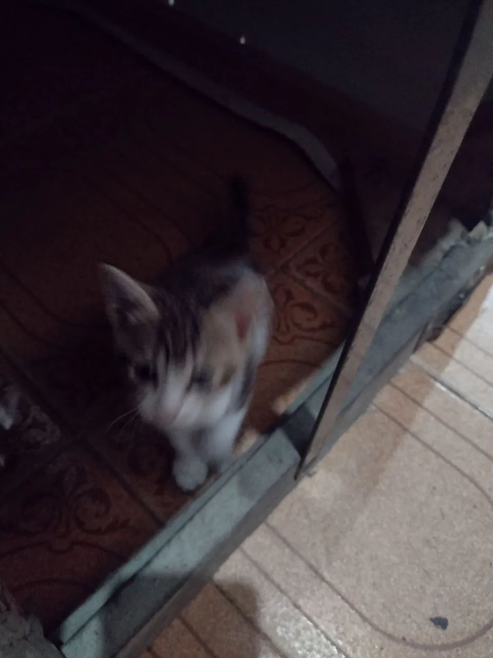 Doação de gatinhos macho e fêmea ZAP *