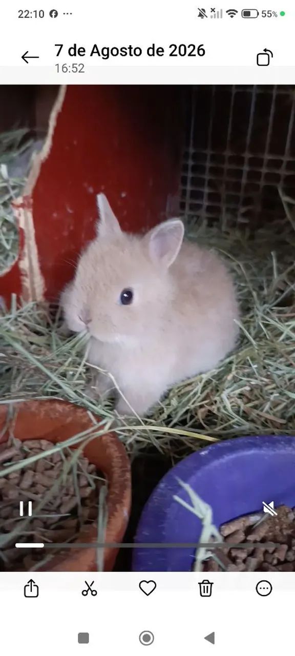 Mini coelhos  - Foto 2