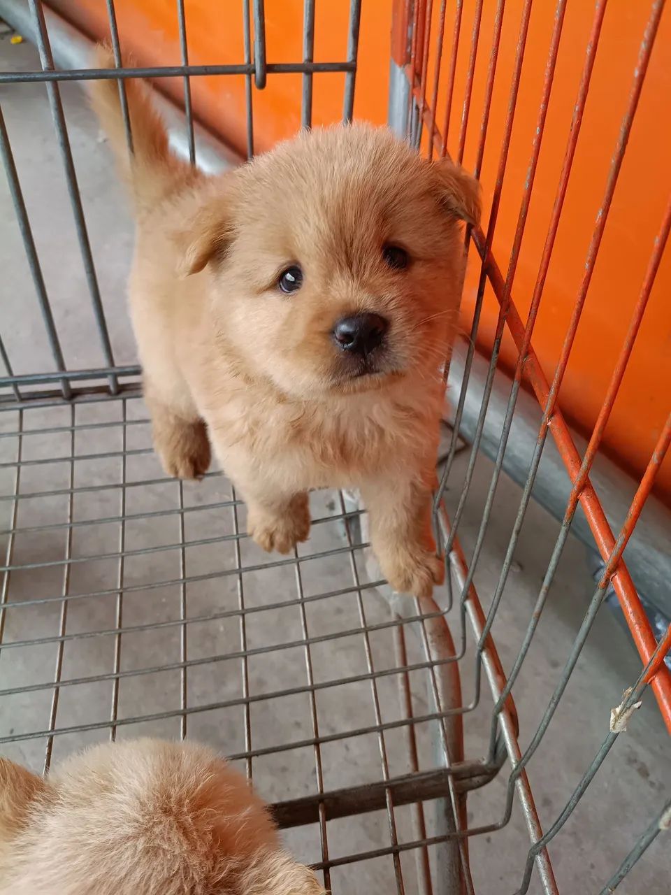Filhotes de chow Chow  - Foto 2