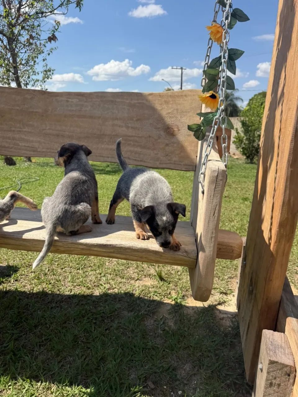 Filhotes blue heeler - Foto 2