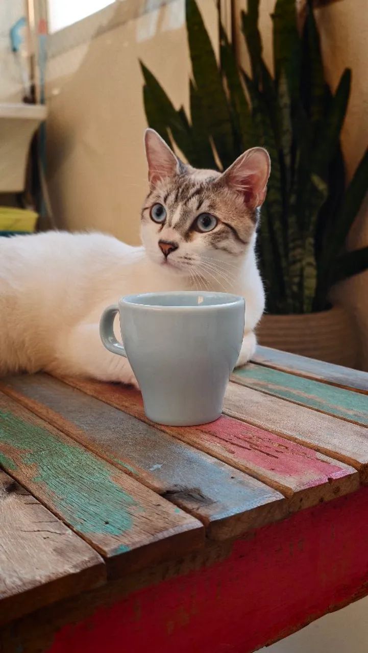 Gato doação 