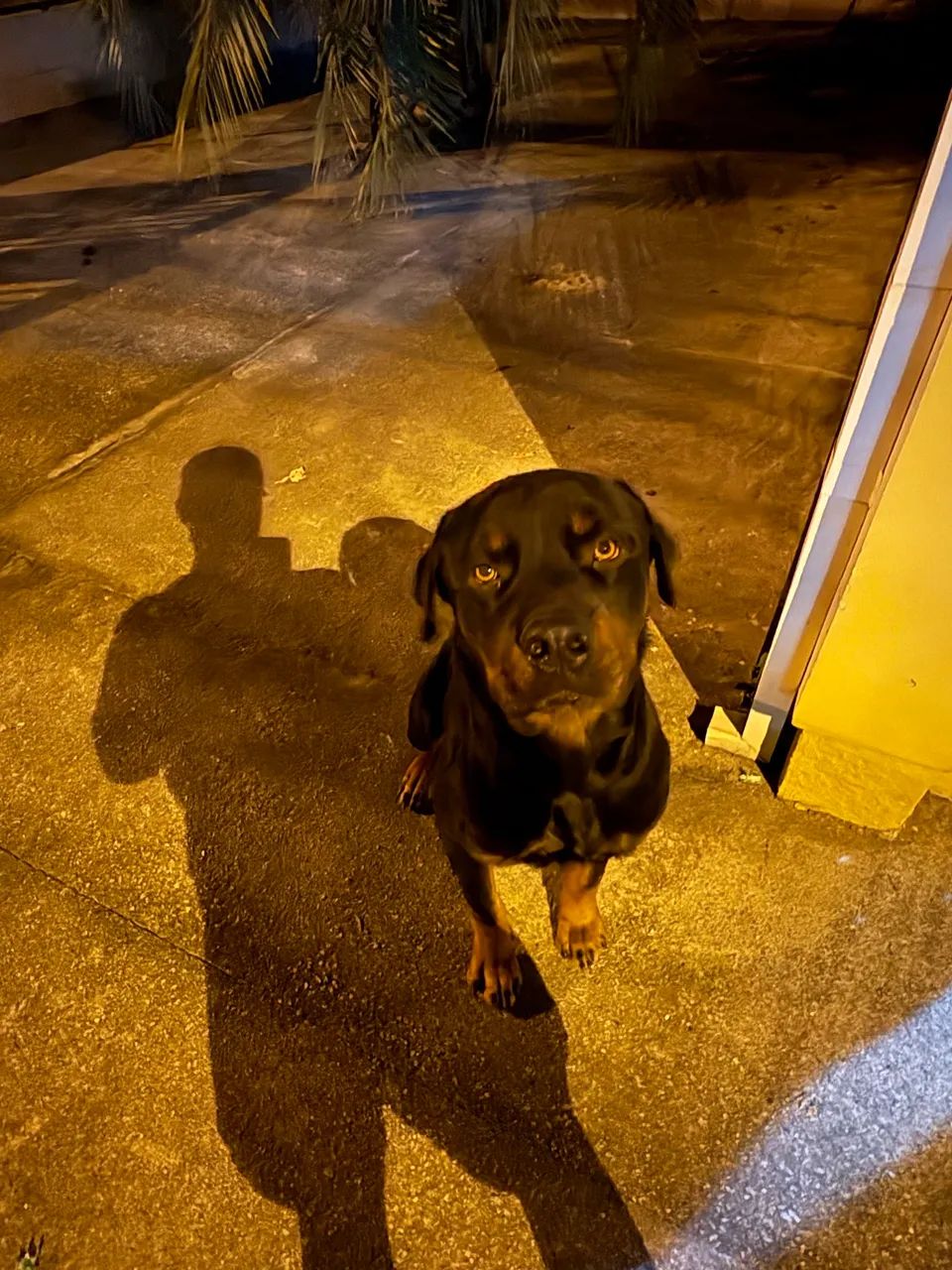 Adoção responsável  - Foto 4