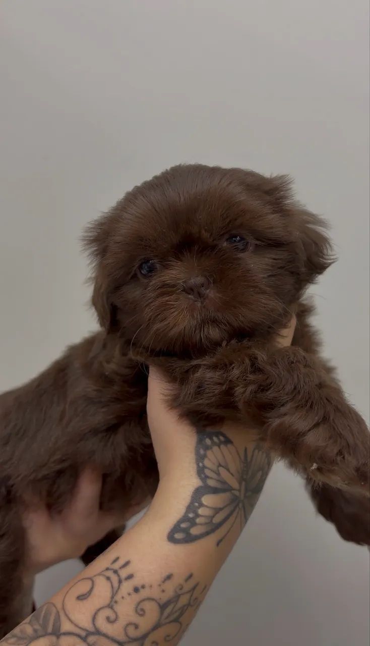 Filhote Shih Tzu chocolate FÊMEA 