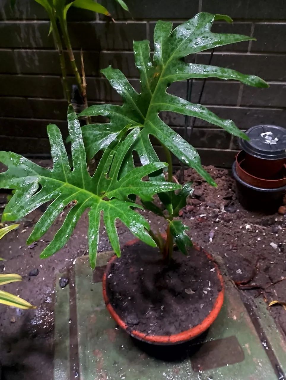 PLANTAS  - Foto 4