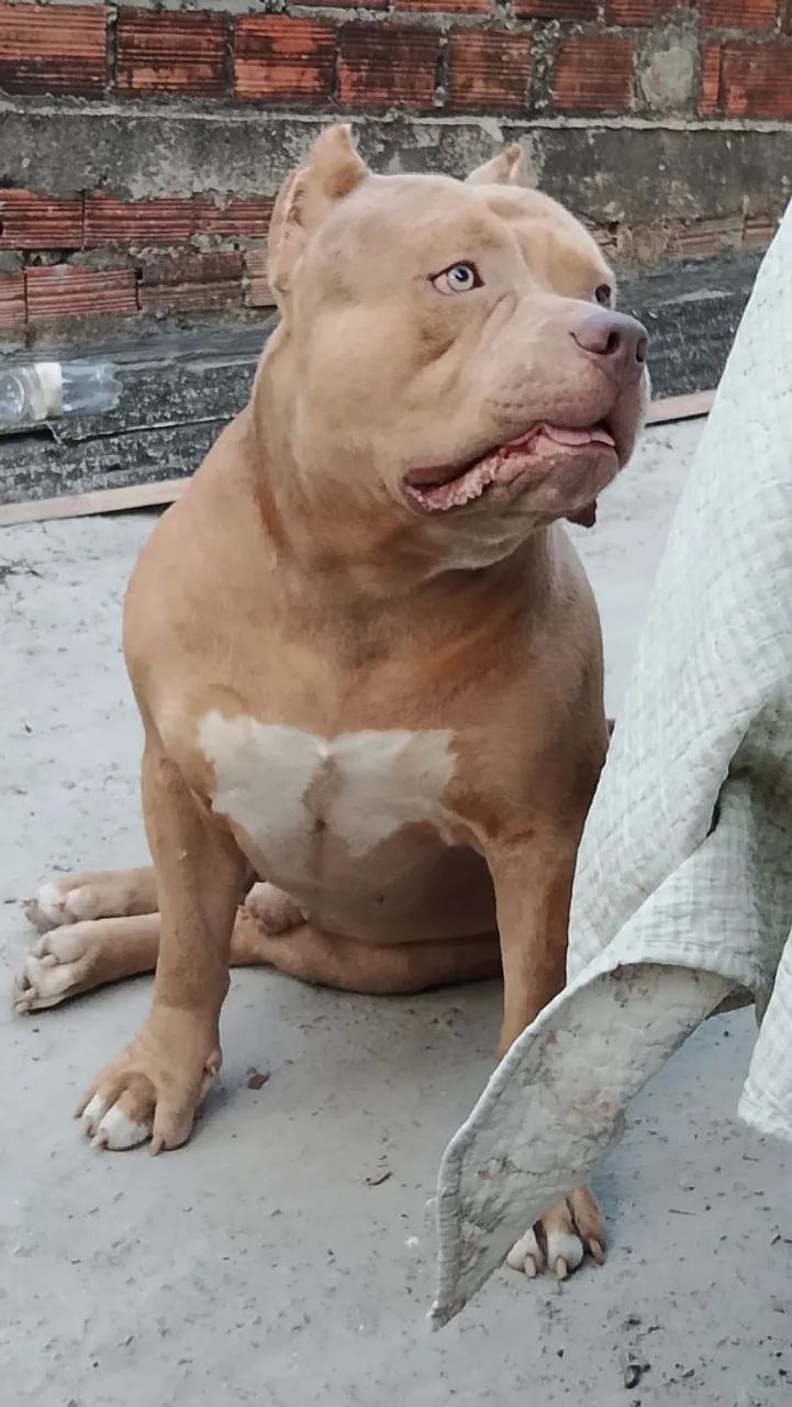 Monster merle" cruza "