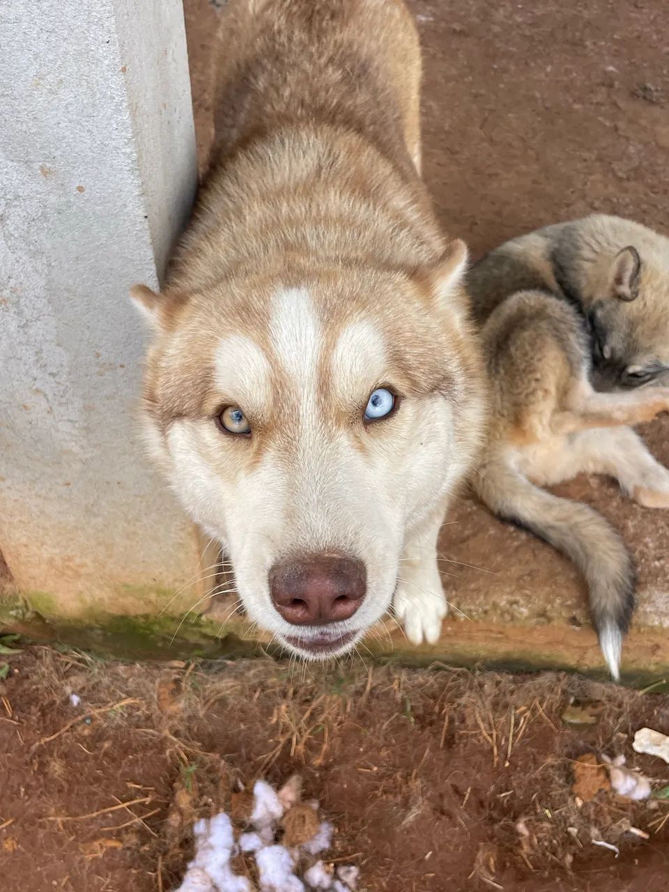 HUSKY  800$ - Foto 4