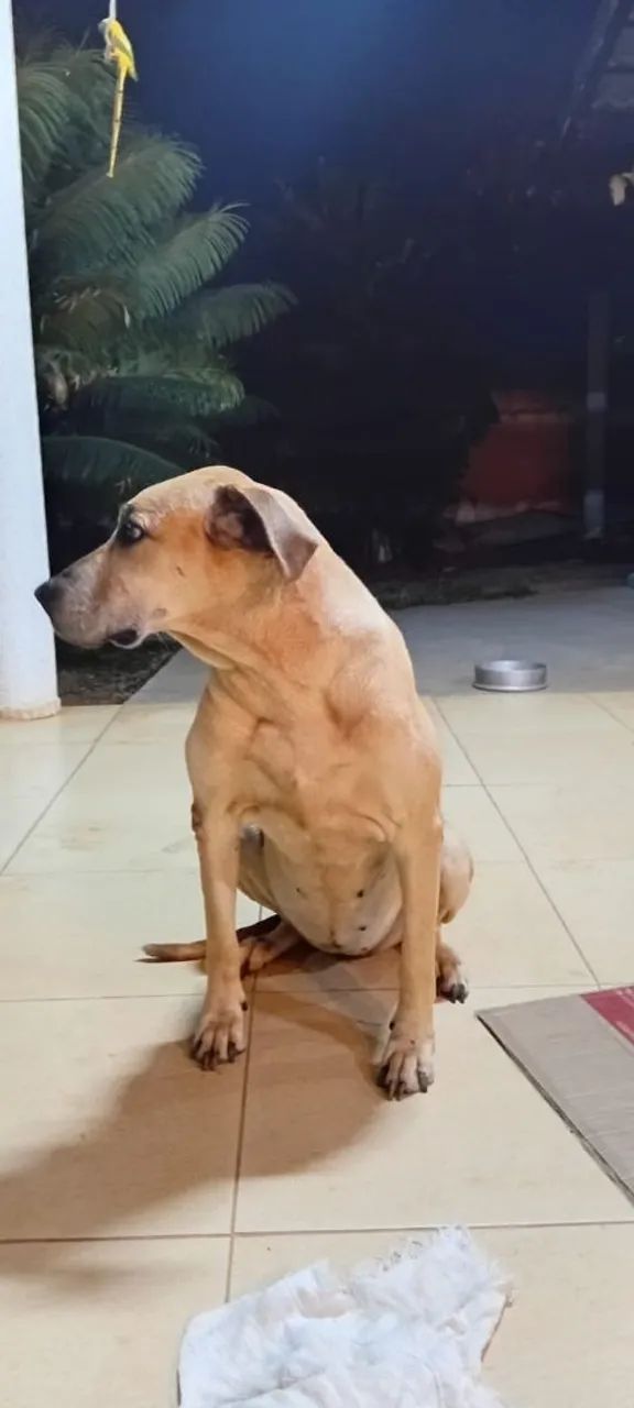 Adoção Responsável  - Foto 3