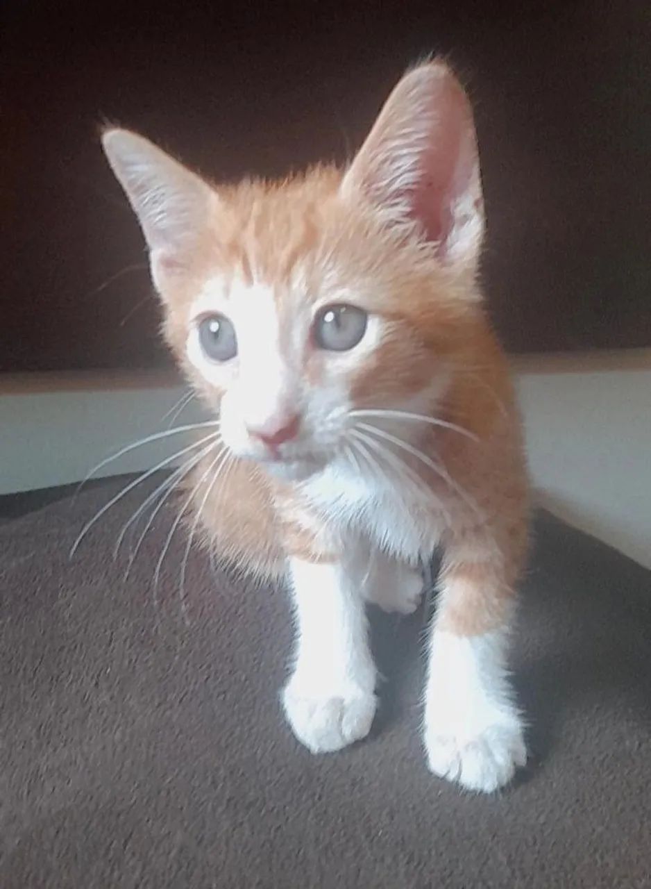 Adoção responsável! - Foto 2