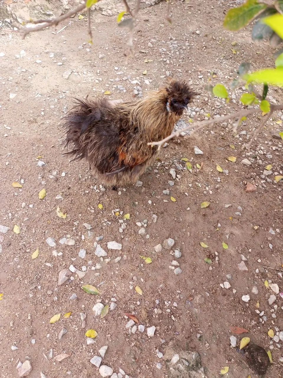 Galo  - Foto 4