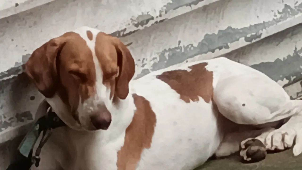 Fox hound 
