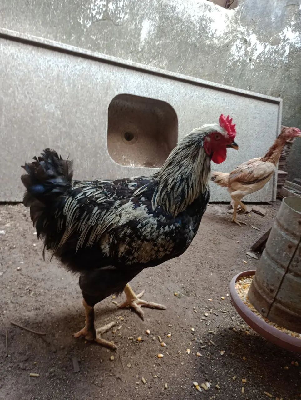 Frango caipira  - Foto 2