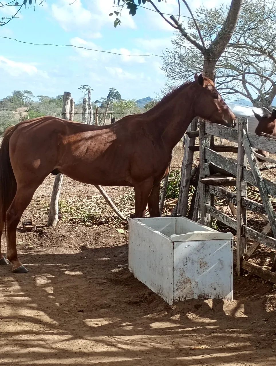 Gil - Foto 5