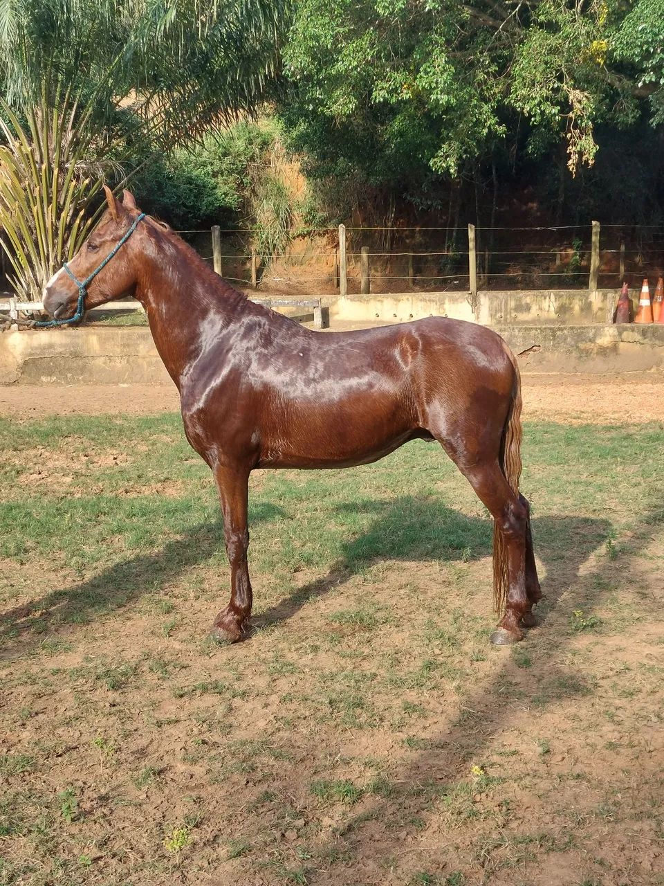 Cavalo mangalarga marchador pg parcelas  - Foto 3