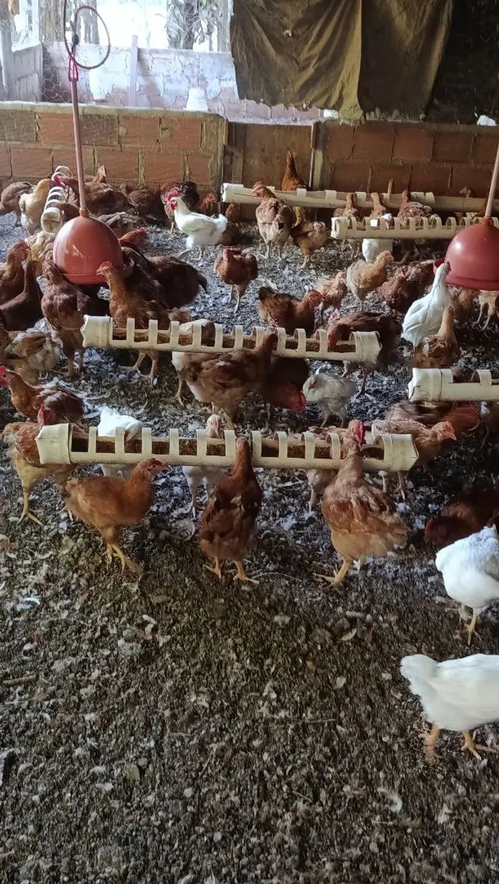 Frangos caipira prontos para abate  - Foto 6