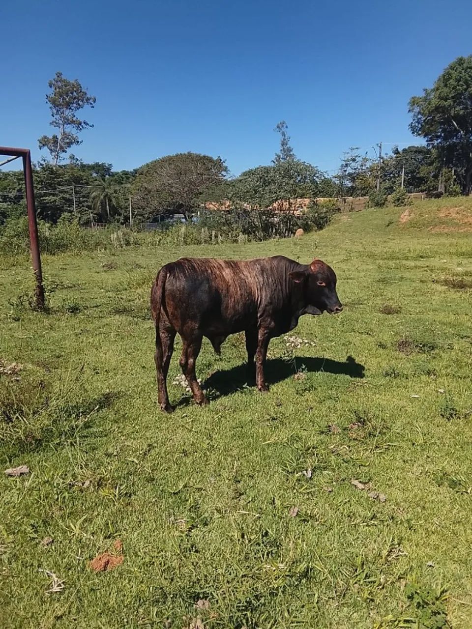 Garrote - Foto 6