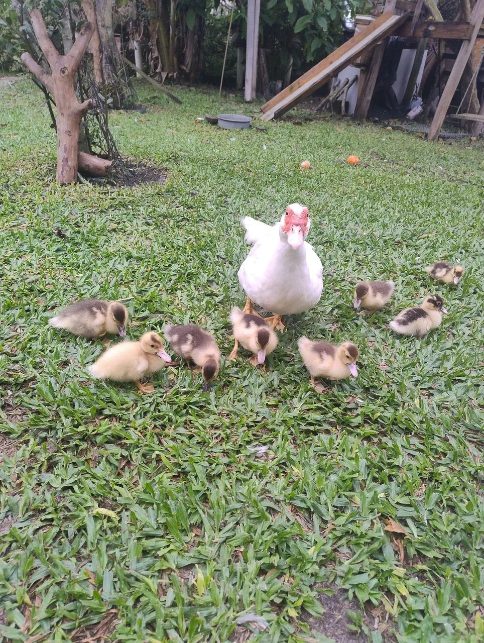 Patinhos de 1 mês 