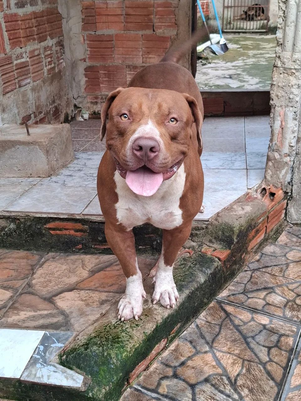 FILHOTE DE PITMONSTER