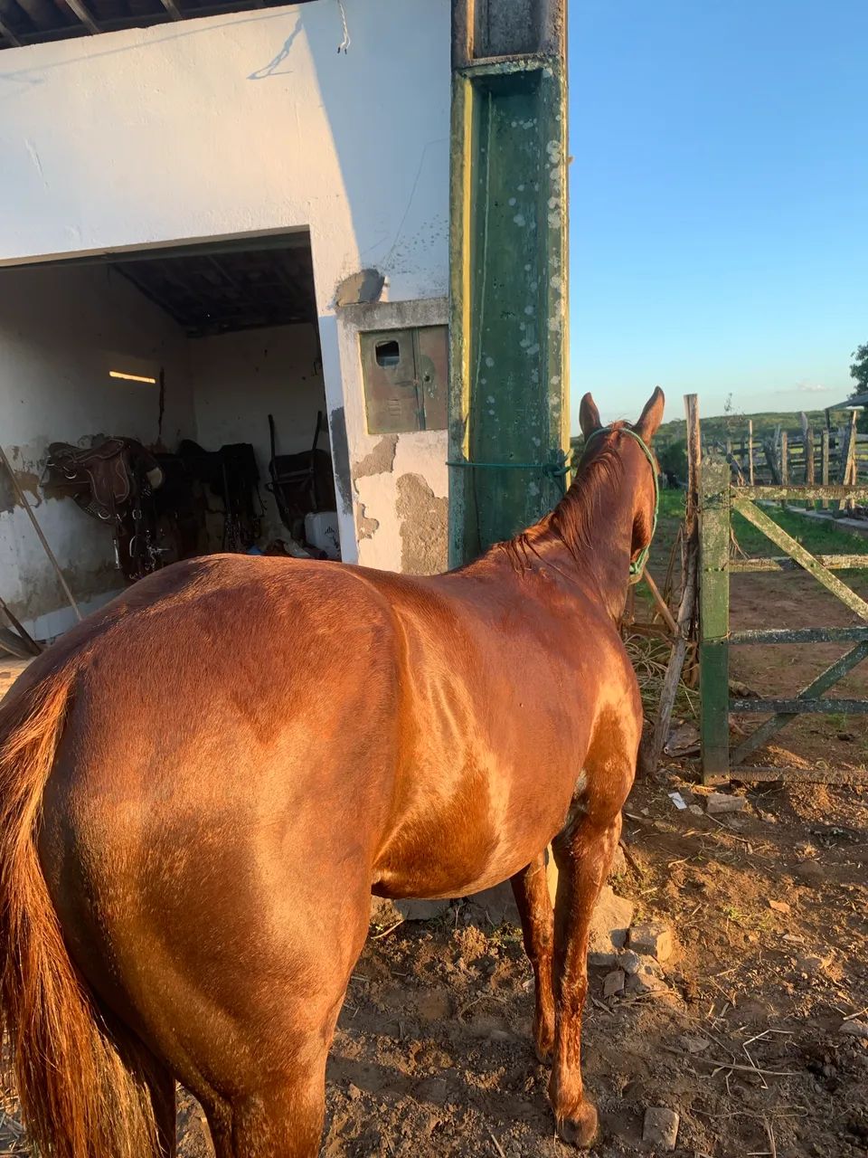 Égua de esquerda igualhando as mudas agora - Foto 4