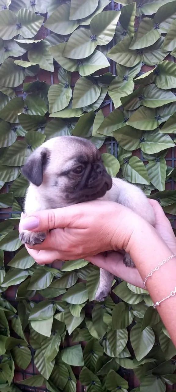 Filhotes Pug - Foto 2