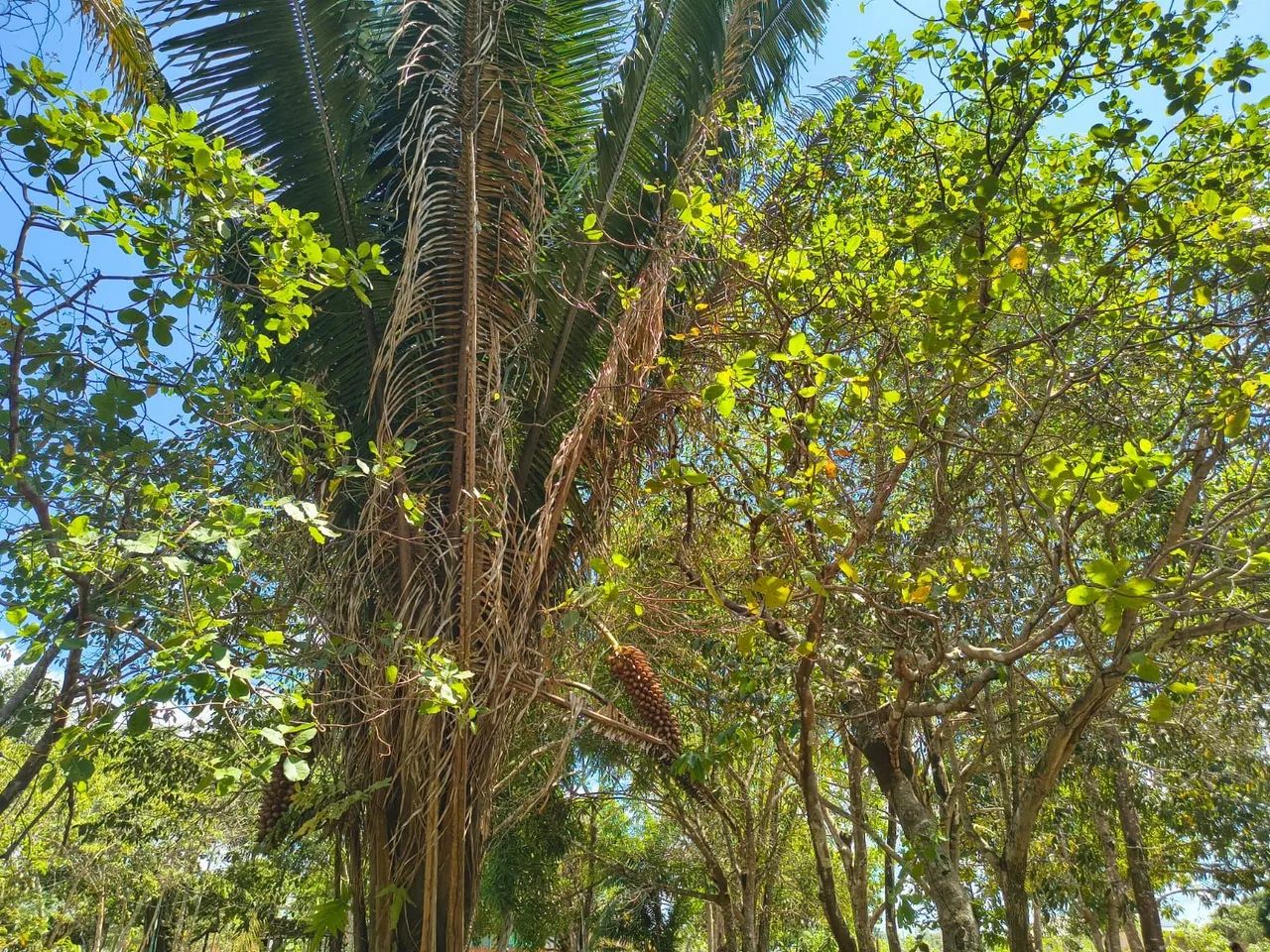 vende -se chácara ou troca  - Foto 5