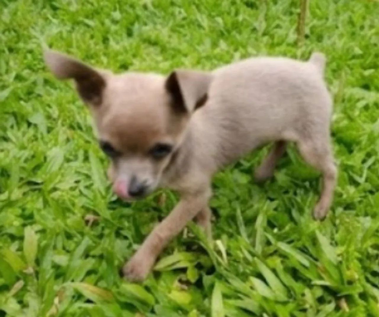 Pinscher 0  - Foto 3